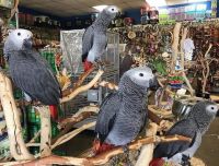 Talking African grey Parrots for sale