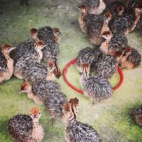 Ostrich Chicks for sale