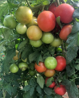  Determinate Oval Tomato Seeds Roma Type Hybrid