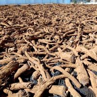 Sahih hadith kushta with strong lingering scent saussurea costus root(for skin)