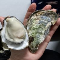 Fresh Oyster(pacific Oyster) From South Korea