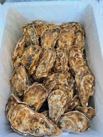 Fresh Oyster(pacific Oyster) From South Korea