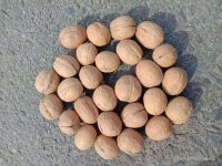 Chinese high quality walnuts in shell