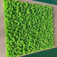 Factory Supply natural real preserved moss wall decoration
