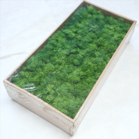 Hot Sale Natural Reindeer Preserved Moss High Home Office Decoration