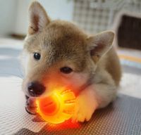 Dog Chew Toys With LED Light for Puppy