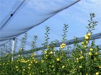 HDPE Anti Bee Bird Hail Proof Net