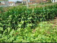 plant grid mesh trellis netting For Bean