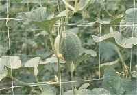 Plastic climbing plant support net for bean