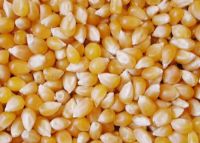 Selling Yellow Corn / Yellow Maize for Animal Feed Dry Style Poultry Feed First Grade Quality