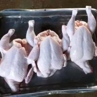 TOP QUALITY HALAL WHOLE FROZEN CHICKEN