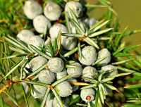 Juniper nut essential oil pure