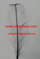 Burnt Ostrich Feather Dyed Black from China