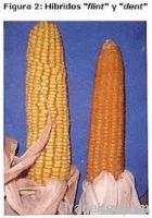 Argentinian Flint Maize