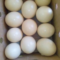 ostrich  eggs  for  sale