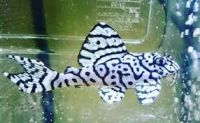 Pleco fish for sale