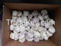 Normal white garlic;