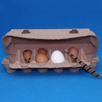 Very competitive paper pulp egg cartons, brown pulp egg box, custom color paper pulp egg trays, pulp egg container